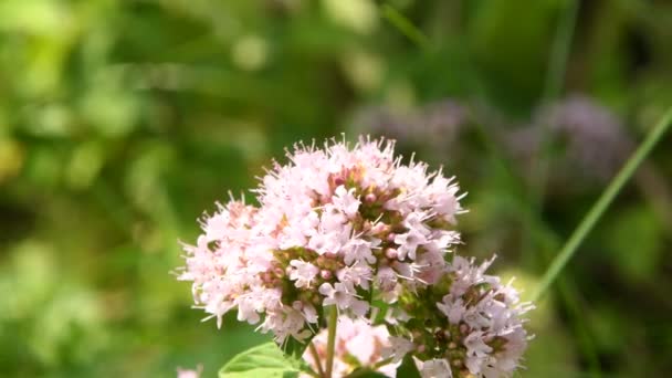 Včela Květu Divokého Oregana Německu — Stock video