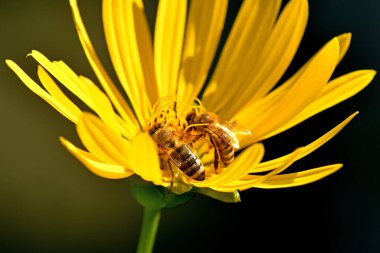 bees on a compass flower