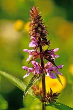 common hedgenettle,medicinal herb with flower in summer