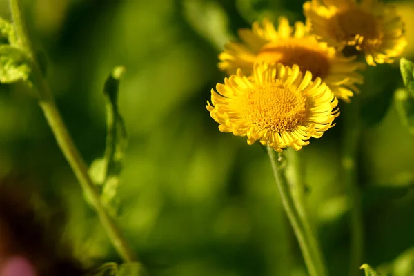 Common Fleabane Flower Summer — Stock fotografie