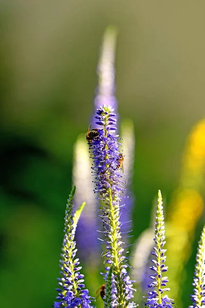 蜜蜂落在维罗妮卡的花朵上 — 图库照片