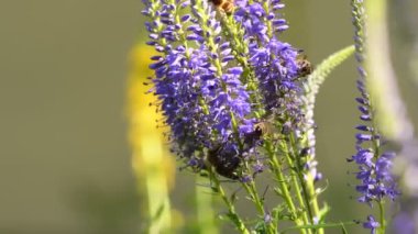 Veronica 'nın çiçeğindeki arı.