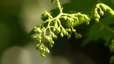 Almanya 'da yazın çiçeklerle zıpla