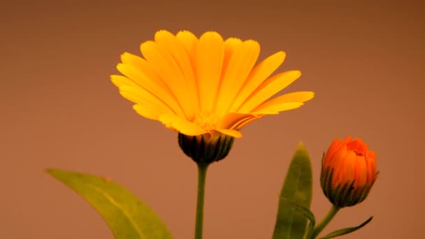 Calêndula Comum Planta Medicinal Com Flor — Vídeo de Stock