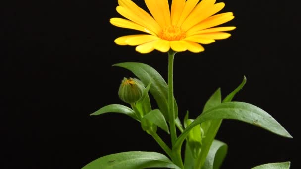 Vanlig Ringblomma Medicinalväxt Med Blomma — Stockvideo