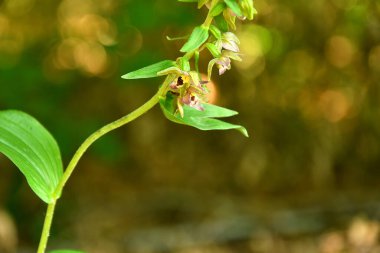 Geniş yapraklı helleborine, Almanya 'da yazın orkide.