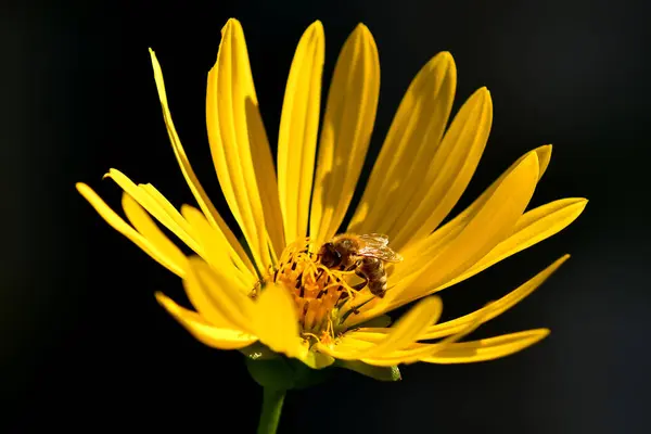 Bee Compass Flower — Stock Photo, Image