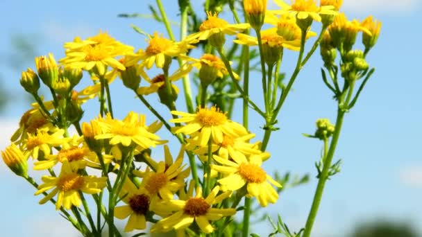 Běžný Ragwort Květinami Létě Německu — Stock video