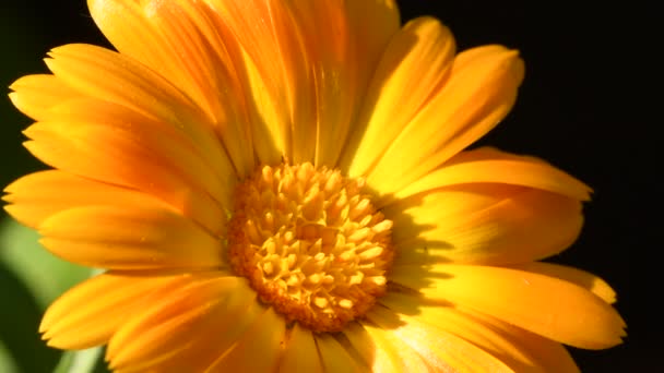 Calendula Comune Pianta Medicinale Con Fiore — Video Stock