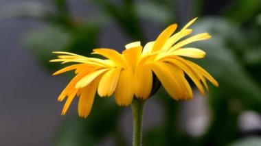 Kadife çiçeği, çiçekli şifalı bitki.