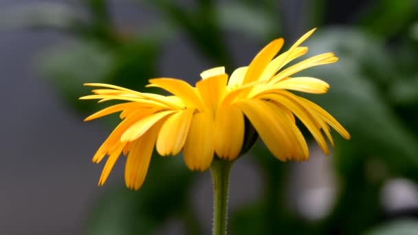 Calêndula Comum Planta Medicinal Com Flor — Vídeo de Stock