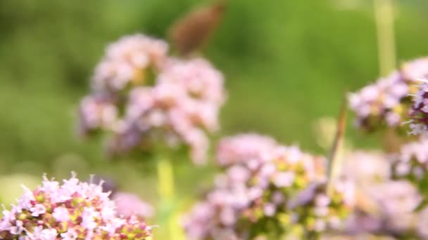 野生のオレガノの花に小さな健康蝶 — ストック動画