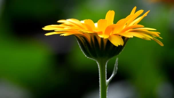 Common Marigold Medicinal Plant Flower — Stock Video