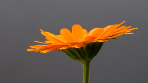 Calêndula Comum Planta Medicinal Com Flor — Vídeo de Stock