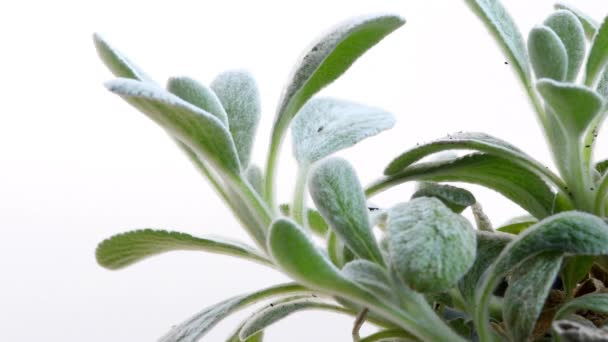 希腊山茶 夏天有叶子的药用植物 — 图库视频影像