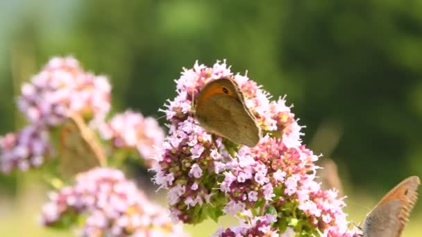 Pequeño Brezo Mariposa Una Flor Orégano Salvaje — Vídeo de stock