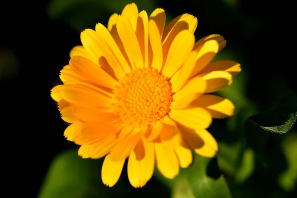 Calendula Medicinalväxt Med Blomma — Stockfoto