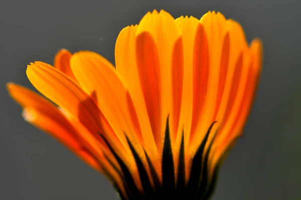 Calendula Heilpflanze Mit Blüte — Stockfoto
