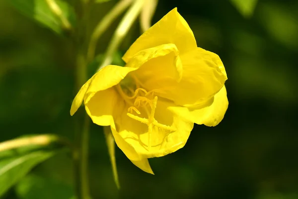 Evening Primrose Medicinal Herb Flower — Stock Photo, Image