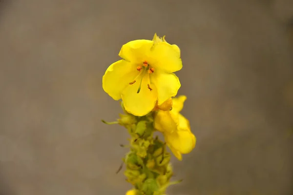Königskerze Heilpflanze Mit Blüte — Stockfoto