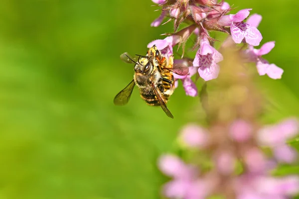 Bijen Tijdens Voortplanting Een Bloem — Stockfoto