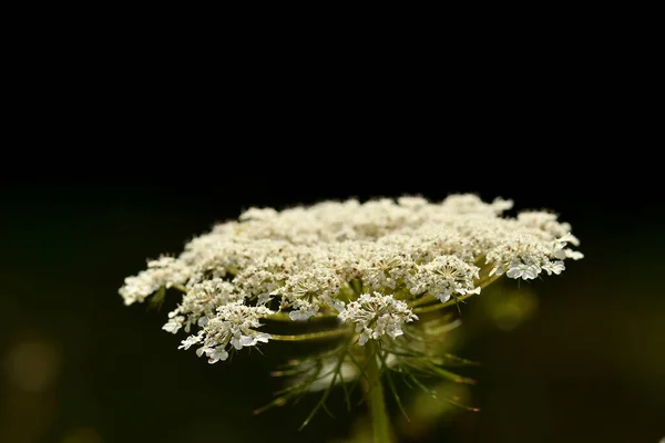 Carotte Sauvage Fleur Avec Fond Noir — Photo