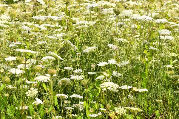 Meadow Lot Wild Carrot Flowers — Stock Photo, Image