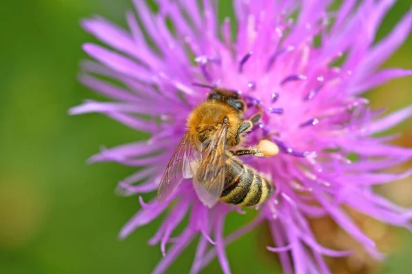 Bee Knapweed Flower — Stock Photo, Image