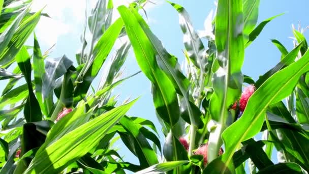 Almanya Yaz Mevsiminde Mısır Tarlası Bitkilerin Arasında — Stok video