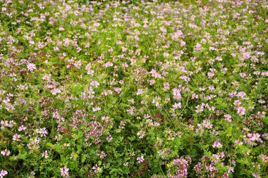 Origanum vulgare baharatı ve çiçekli tıbbi bitki