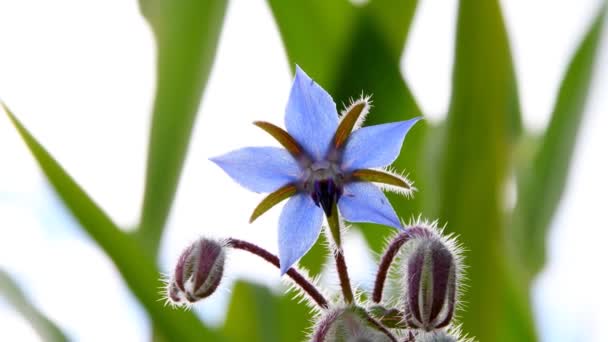 Borragem Flor Especiaria Planta Medicinal — Vídeo de Stock