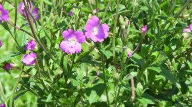 Yazın çiçekli şifalı bir bitki.