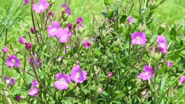 Willowherb Erva Medicinal Com Flor Verão — Vídeo de Stock