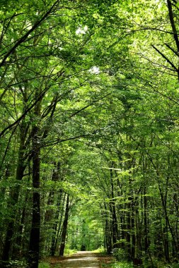 Ormanın içinde ağaçların ve gölgelerin arasında