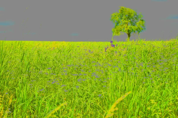 Prado Verde Com Árvore Pêra Única — Fotografia de Stock