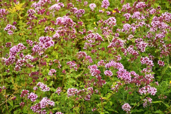 Origanum Vulgare Especia Planta Medicinal Con Flor —  Fotos de Stock