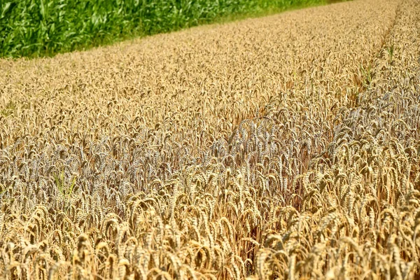 Feld Des Reifen Weizens Deutschland — Stockfoto