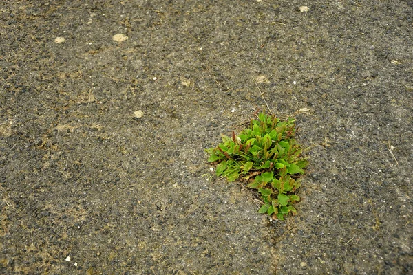 Rua Com Plantas Crescimento Fora Concreto — Fotografia de Stock