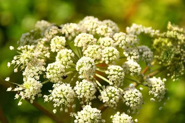 Angelica Medicinalört Med Blomma — Stockfoto