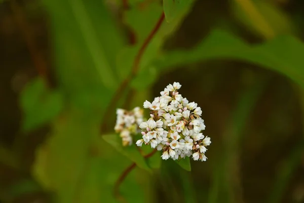 Bovete Närbild Blomman — Stockfoto