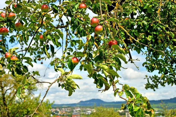 Äpplen Träd Med Tyskt Landskap — Stockfoto