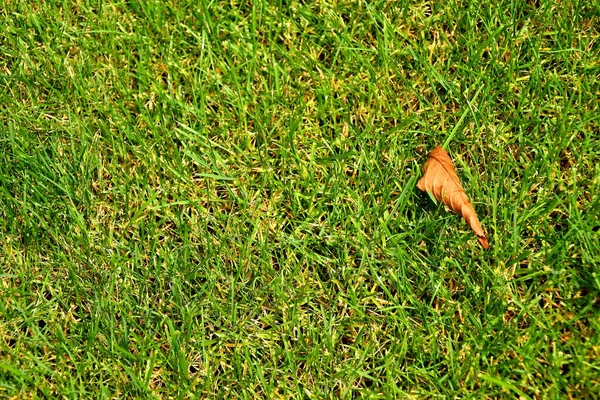 Foglia Colorata Autunnale Erba Verde — Foto Stock