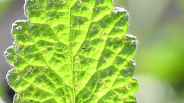 Sabueso Blanco Planta Medicinal Con Hoja Retroiluminación — Vídeos de Stock