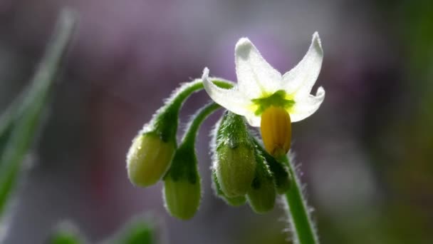 Blackberry Nightshade Planta Medicinal Com Flor — Vídeo de Stock