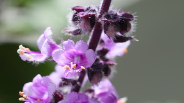 Afrikaanse Blauwe Basilicum Specerij Geneeskrachtig Kruid Met Bloem — Stockvideo