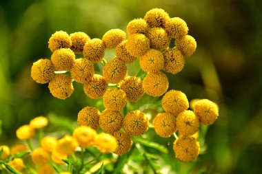 Sıradan Tansy, yazın çiçekli şifalı bitki.