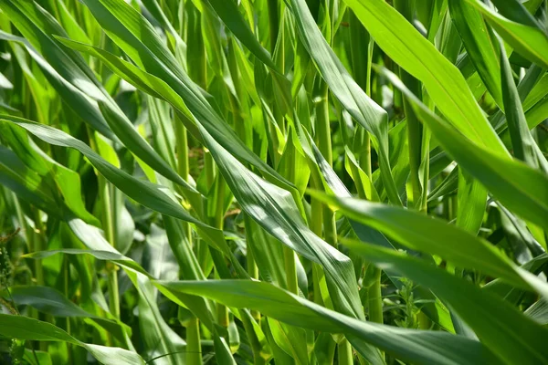 Pole Kukurydzy Młodymi Roślinami — Zdjęcie stockowe