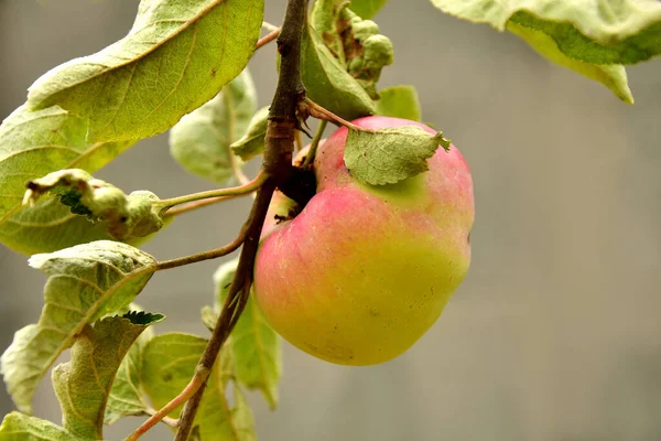 Reifer Apfel Auf Einem Baum — Stockfoto