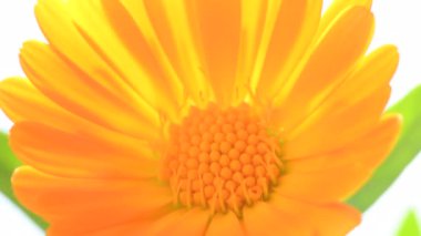 Arka ışıklandırmada yakın plan Calendula çiçeği