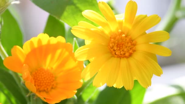 Calendula Blommor Närbild Bakgrundsbelysning — Stockvideo